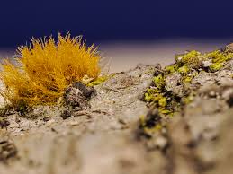 Attēlu rezultāti vaicājumam “Craterium minutum cf. var. brunneum”