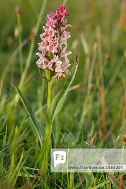 Attēlu rezultāti vaicājumam “Dactylorhiza incarnata flower”