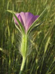 Image result for Kornrade