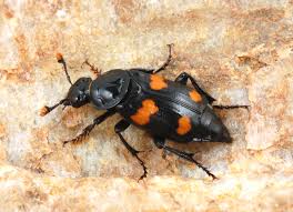 Attēlu rezultāti vaicājumam “Silphidae”