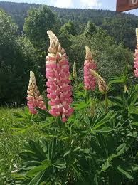 Attēlu rezultāti vaicājumam “Lupinus polyphyllus flower”