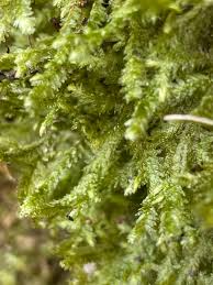 Attēlu rezultāti vaicājumam “Neckera complanata”