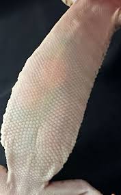 Image result for gravidity leopard gecko