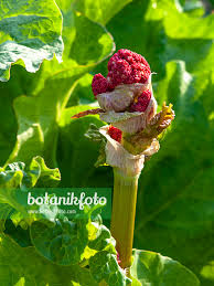 Attēlu rezultāti vaicājumam “Rheum rhabarbarum flower”