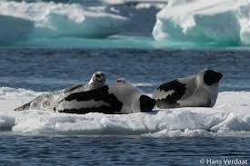 Image result for Pagophilus groenlandicus