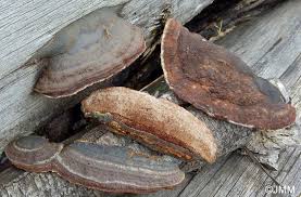 Attēlu rezultāti vaicājumam “Gloeophyllum trabeum”