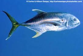 Image result for Caranx hippos