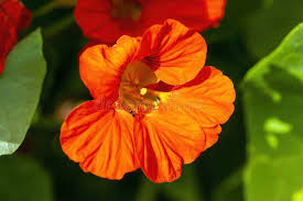 Image result for Tropaeolum minus