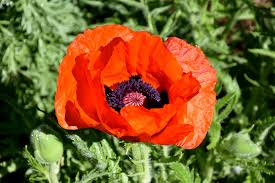 Image result for Papaver orientale