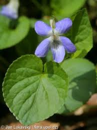 Attēlu rezultāti vaicājumam “Viola riviniana leaf”