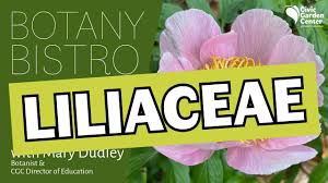 Attēlu rezultāti vaicājumam “Liliaceae”