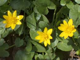 Attēlu rezultāti vaicājumam “Ficaria verna leaf”