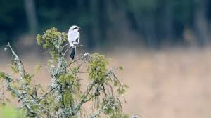 Attēlu rezultāti vaicājumam “Lanius excubitor”