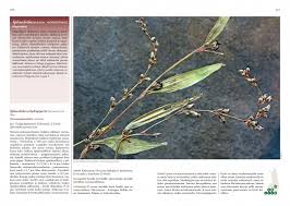 Attēlu rezultāti vaicājumam “Sphacelotheca hydropiperis”