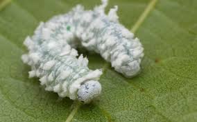 Attēlu rezultāti vaicājumam “Eriocampa ovata larva”