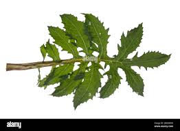 Attēlu rezultāti vaicājumam “Cirsium oleraceum leaf”