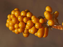 Attēlu rezultāti vaicājumam “Fuligo luteonitens macro”