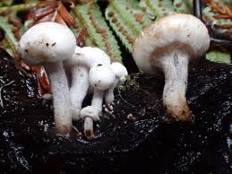 Attēlu rezultāti vaicājumam “Asterophora lycoperdoides”