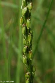 Attēlu rezultāti vaicājumam “Triglochin maritimum flower”
