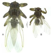 Attēlu rezultāti vaicājumam “Lipoptena cervi”