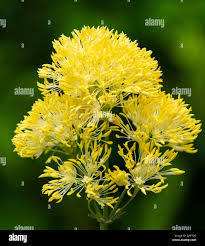 Attēlu rezultāti vaicājumam “Thalictrum flavum flower”