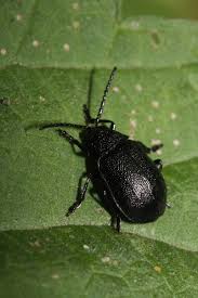 Attēlu rezultāti vaicājumam “Galeruca tanaceti”