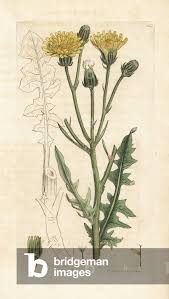 Attēlu rezultāti vaicājumam “Crepis biennis”