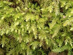 Attēlu rezultāti vaicājumam “Oxyrrhynchium hians var. rigidum macro”