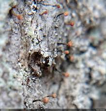 Attēlu rezultāti vaicājumam “Sclerophora coniophaea”