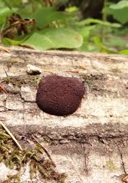 Attēlu rezultāti vaicājumam “Reticularia jurana macro”