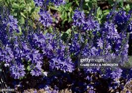 Attēlu rezultāti vaicājumam “Veronica austriaca subsp. teucrium”