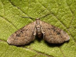 Attēlu rezultāti vaicājumam “Eupithecia pusillata”