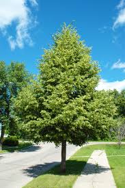 Attēlu rezultāti vaicājumam “Tilia cordata”