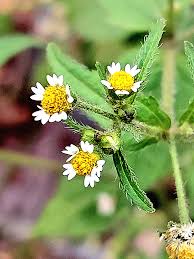 Attēlu rezultāti vaicājumam “Galinsoga quadriradiata flower”
