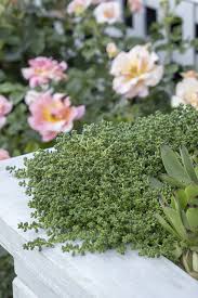 Attēlu rezultāti vaicājumam “Sedum album leaf”