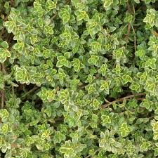 Attēlu rezultāti vaicājumam “Thymus serpyllum leaf”