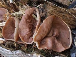 Attēlu rezultāti vaicājumam “Discina perlata”