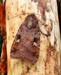 Attēlu rezultāti vaicājumam “Diarsia brunnea”