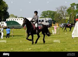 Image result for Chiddingfold Branch Of The Pony Club