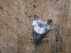 Attēlu rezultāti vaicājumam “Notocelia cynosbatella”