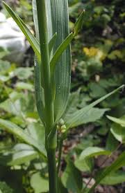 Attēlu rezultāti vaicājumam “Tradescantia virginiana flower”