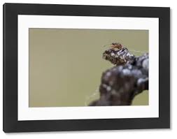 Attēlu rezultāti vaicājumam “Kleidocerys resedae imago”