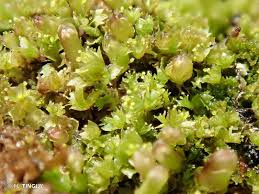 Attēlu rezultāti vaicājumam “Lophozia ascendens”