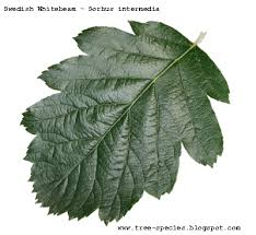 Attēlu rezultāti vaicājumam “Sorbus intermedia leaf”