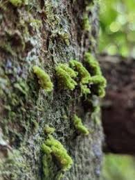 Attēlu rezultāti vaicājumam “Coenogonium pineti”