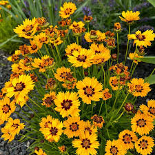 Image result for Coreopsis