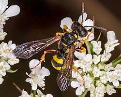 Attēlu rezultāti vaicājumam “Cerceris arenaria”
