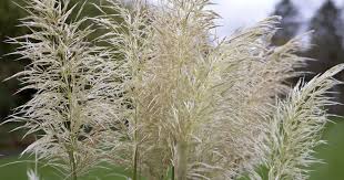 Attēlu rezultāti vaicājumam “Heyderia pusilla”