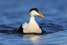 Attēlu rezultāti vaicājumam “Somateria mollissima”