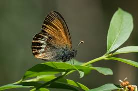 Attēlu rezultāti vaicājumam “Coenonympha arcania underside”